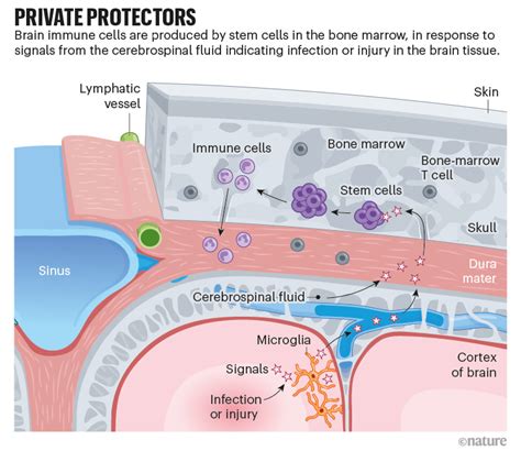 Guardians Of The Brain How A Special Immune System Protects Our Grey