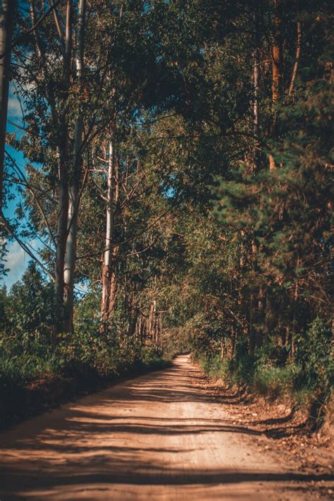 Photo Of Dirt Road Surrounded By Trees · Free Stock Photo