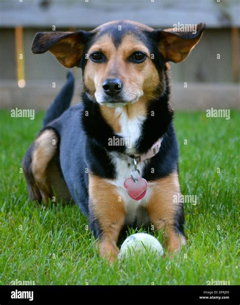 Meagle Min Pin Beagle Mixed Breed Dog Stock Photo Alamy