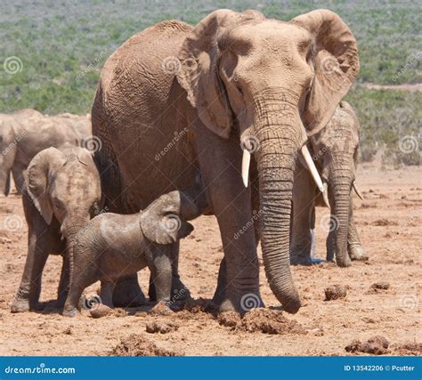 A Baby Elephant Feeding In Addo Safari Park Stock Photo Image Of Addo