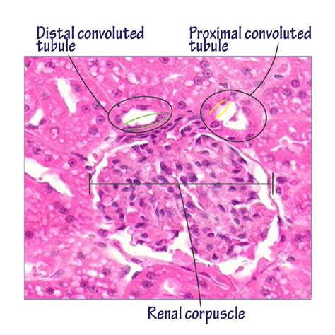 Renal Corpuscle Histology Labeled