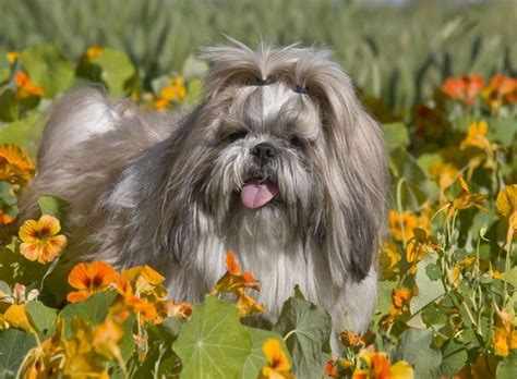 A Gray And White Dog Standing In The Middle Of Flowers