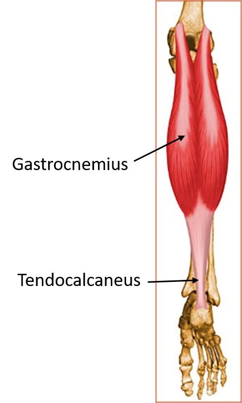 Posterior Compartment Of Leg Muscles Attachment Action And Nerve