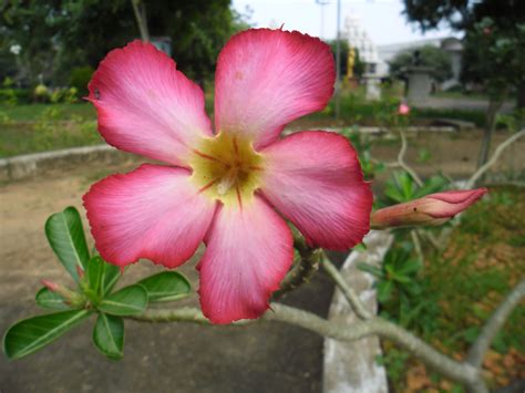 Filepink Flower Closeup Wikimedia Commons