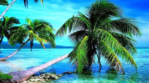 4k Palm Trees Wallpapers High Quality Download Free