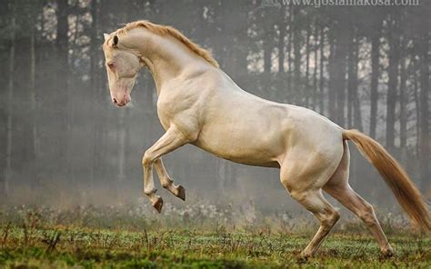 Dynamic Views Beautiful Horses Wallpapers Free Download Most
