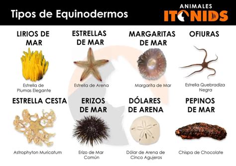 ⇒ Tipos De Equinodermos Clasificación Y Características