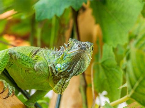 Iguana Control How To Get Rid Of Iguanas In Your Garden