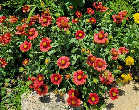 Recommended Deer Resistant Perennials For The Northeast