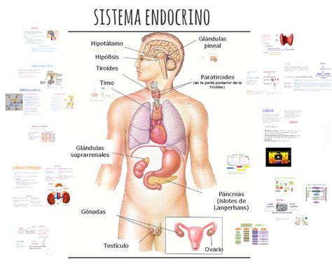 Esquema Del Sistema Endocrino fotos And Guía 2021 Free Download Nude