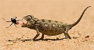 Amazing Reptiles Inhabiting The Sahara Desert – Unique Nature Habitats