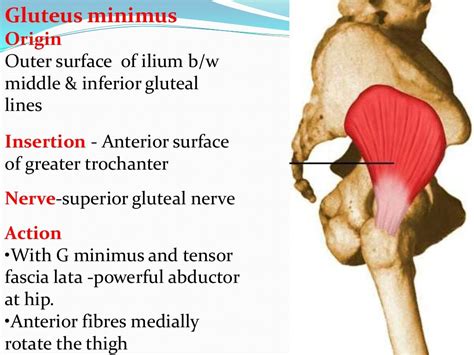 Anatomy Of Gluteal Region