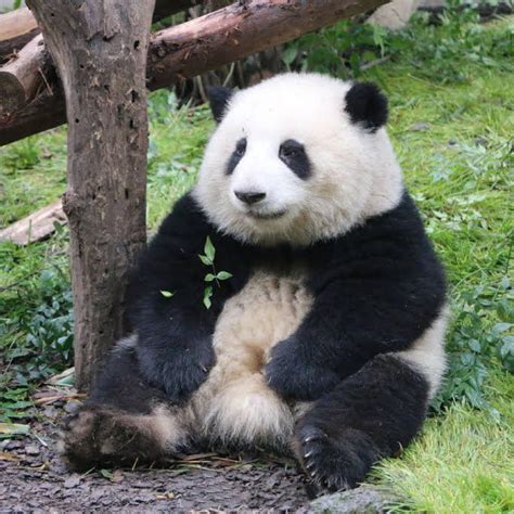 Panda Hehua和花🌸 Youtube Panda Panda Bear Baby Panda