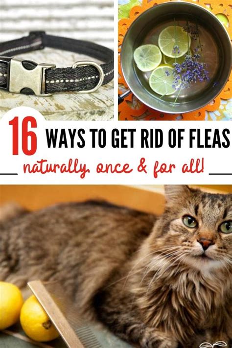 ノミを駆除する方法。 16 Effective Home Remedies For Fleas World News