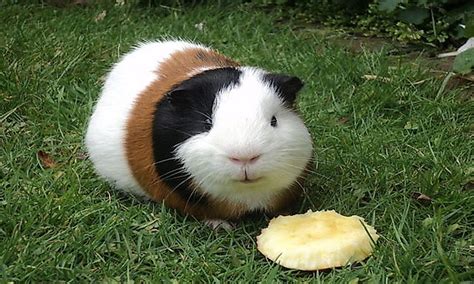 The domesticated species, cavia porcellus, is most likely derived from the andean cavia tschudii (or montane guinea pig), found in peru, highland bolivia, northwestern argentina, and northeastern chile. What Are Rodents? - WorldAtlas.com