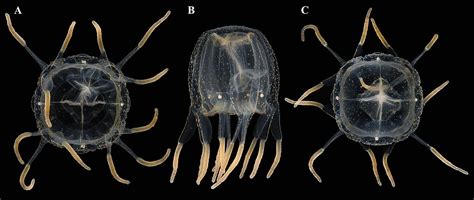 First Record Of The Box Jellyfish Tripedalia Cystophora Cnidaria