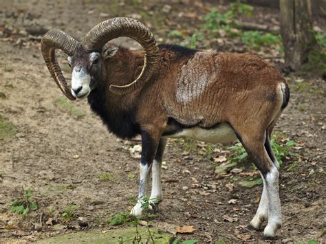 Mouflon Mammalia Luxembourg · Inaturalist
