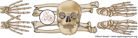 Skeletal System Fivem