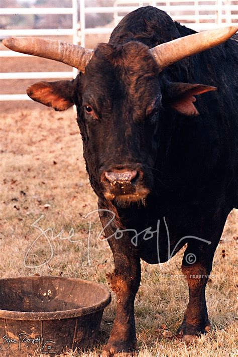 World Champion Bucking Bull Redrock X X Prints For Home Man Cave Office