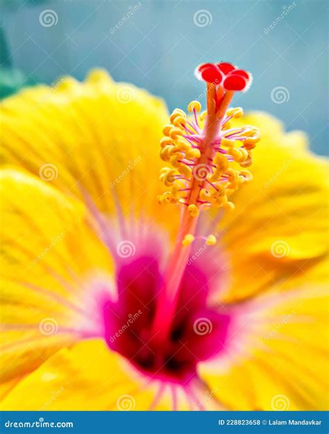 Close Up Of Pollen Grains On Stigma Of An Yellow Hibiscus Flower Stock