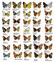 One man's quest to find all 59 British butterflies (and how he made his ...