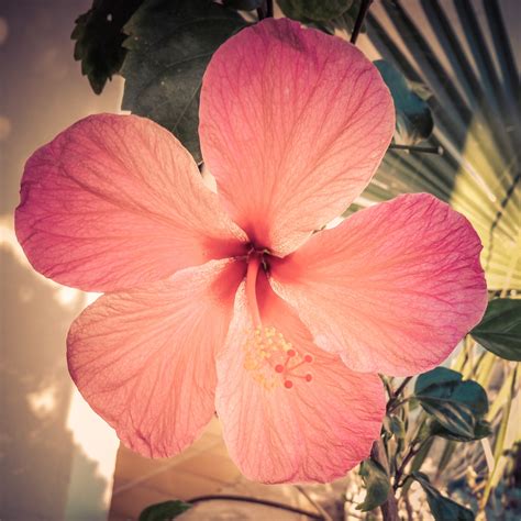 Pink Hibiscus Free Stock Photo Public Domain Pictures
