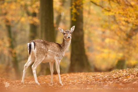 Backlit Fallow Deer Female In Autumn Forest Roeselien Raimond Nature