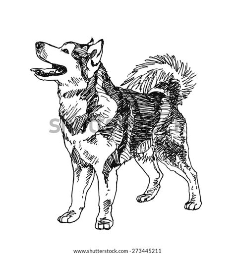 4591 Siberian Husky Drawing Images Stock Photos 3d Objects