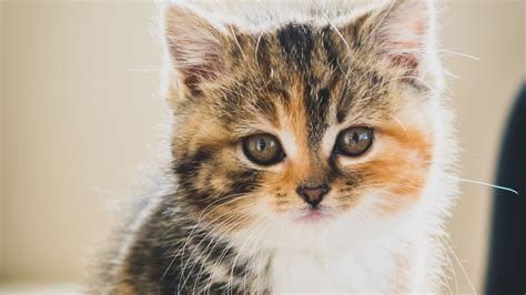 Download Wallpaper 3840x2160 Kitten Cat Cute Pet 4k Uhd
