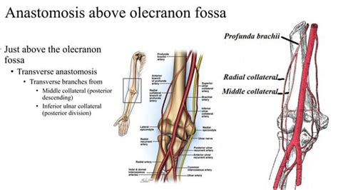 Cubital Fossa And Elbow Anastomosispptx