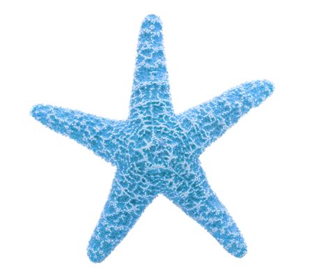 Download High Quality Starfish Clipart Teal Transparent Png Images