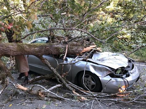Tree Smash Car Crash Redheaded Blackbelt