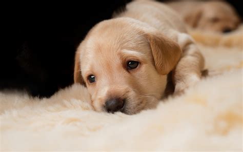 Download Wallpapers Golden Retriever Sad Puppy Pets