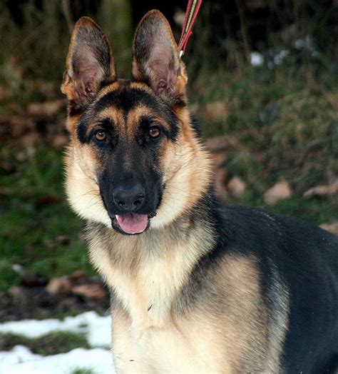 Fen 1 Year Old Female German Shepherd Dog Available For Adoption