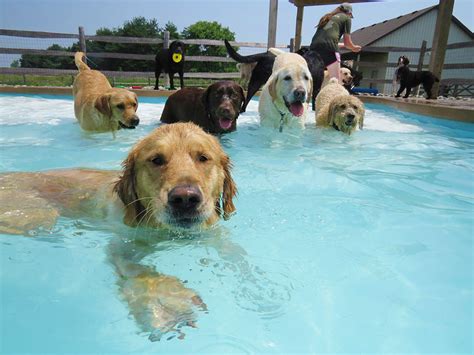 Piscinas Para Perros 2018 6 Planazos Para Refrescarse Este Verano Con