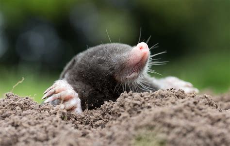 Can Dogs Smell Moles Underground