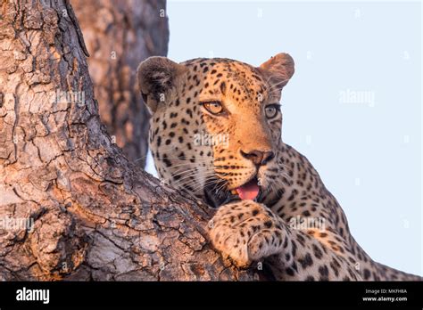 African Leopard Panthera Pardus Pardus Resting In A Tree Kalahari