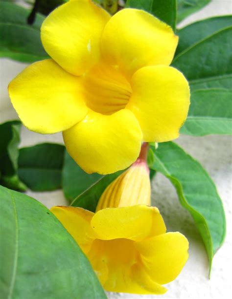 Yellow Mandevilla Poisonous Beautiful Flowering Shrub