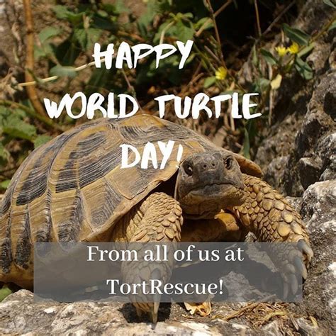Happy World Turtle Day 2019 To All Of Our Friends And Supporters We