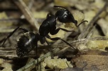 Carpenter ants: A worthy foe | Pest Management Professional