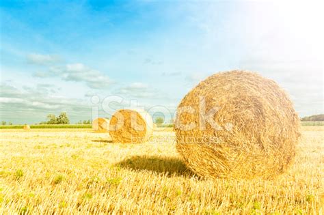 Straw Bales Stock Photo Royalty Free Freeimages