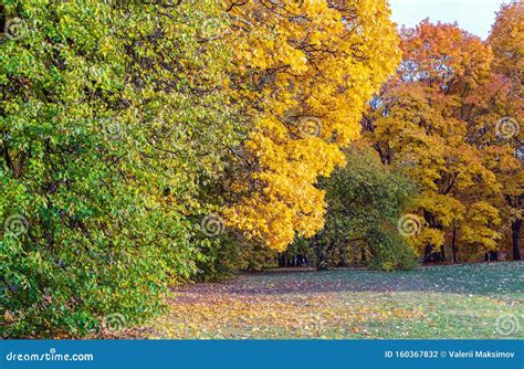 The Colors Of Autumn Trees With Yellow Green And Red Leaves Stock
