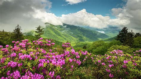 Appalachian Mountains North Carolina Blue Ridge Parkway Spring Flowers