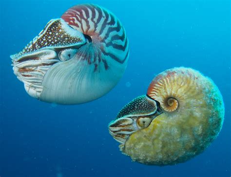 Fuzzy Nautilus Rediscovered And Filmed After 30 Years National