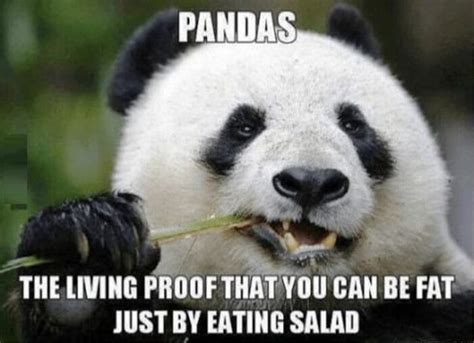 84 Mad Panda Memes Funny Memes