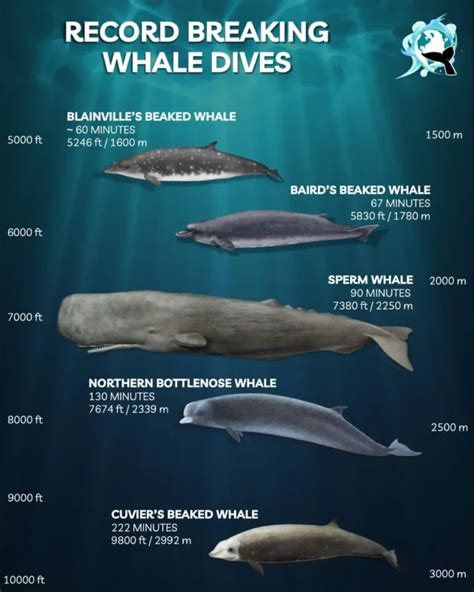 Why Do Sperm Whales Dive So Deep Marinepatch