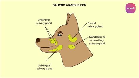 Surgical Affections Of Salivary Glands Fistula Mucocele And Ranula