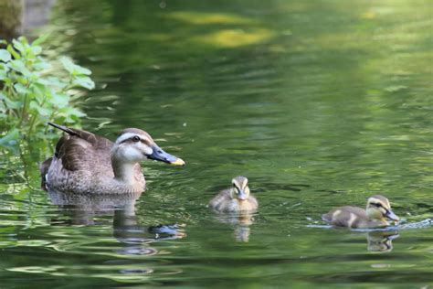 Canon Bird Branch Project Biodiversity Initiatives Activities At