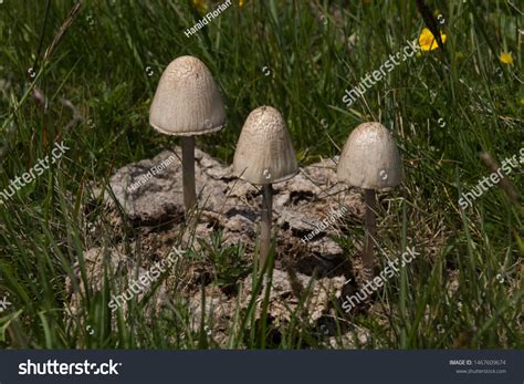 Mushrooms Growing Out Cow Patty Stock Photo 1467609674 Shutterstock