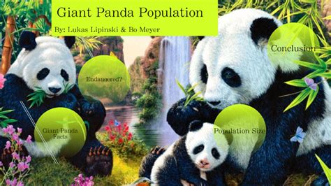 Giant Panda Population By Lukas Lipinski On Prezi Next